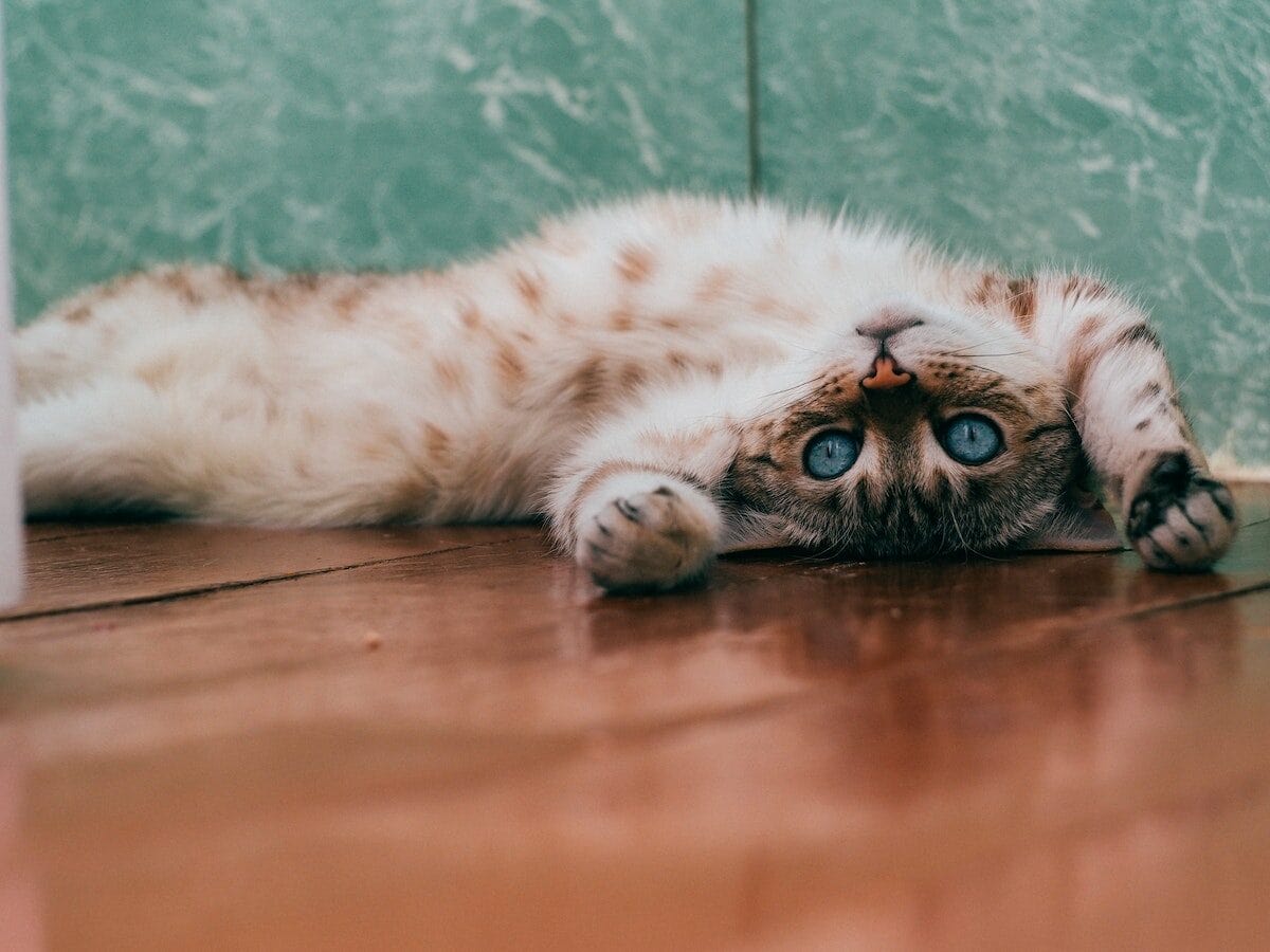 Eine Katze liegt auf dem Rücken
