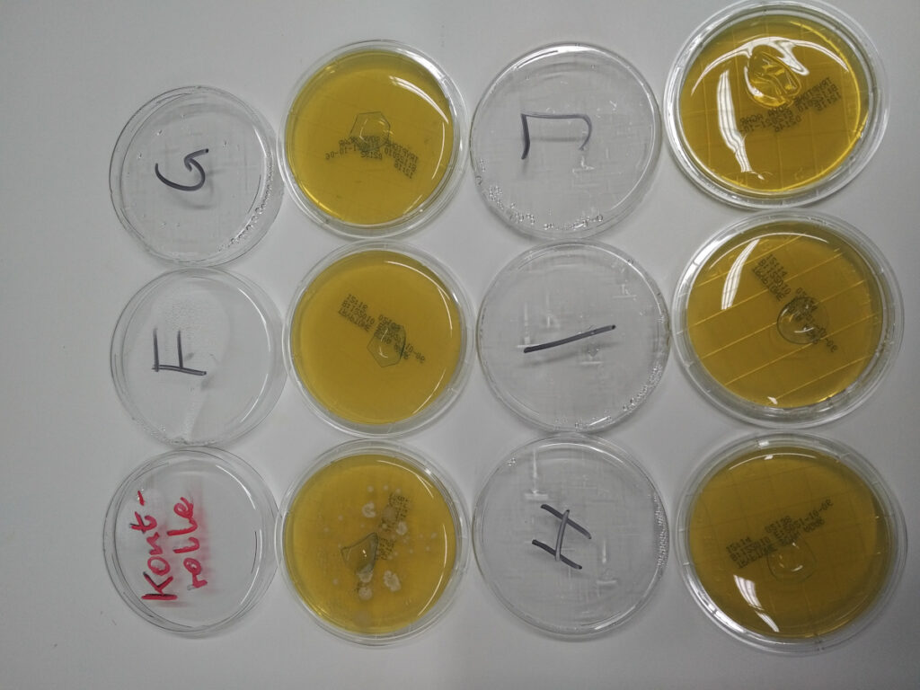 12 Petrischalen angeordnet in vierer Reihen, eine Spalte mit weißem Inhalt, eine Spalte mit gelbem Inhalt