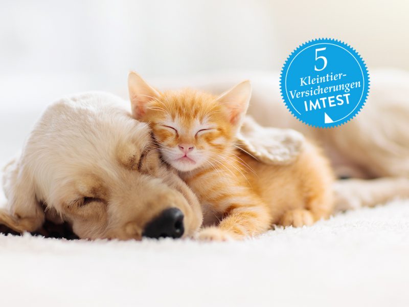 Heller Welpe und orangenes Katzenbaby schlafen aneinander gekuschelt auf heller Decke, blauer Stempel mit 5 Versicherungen darüber