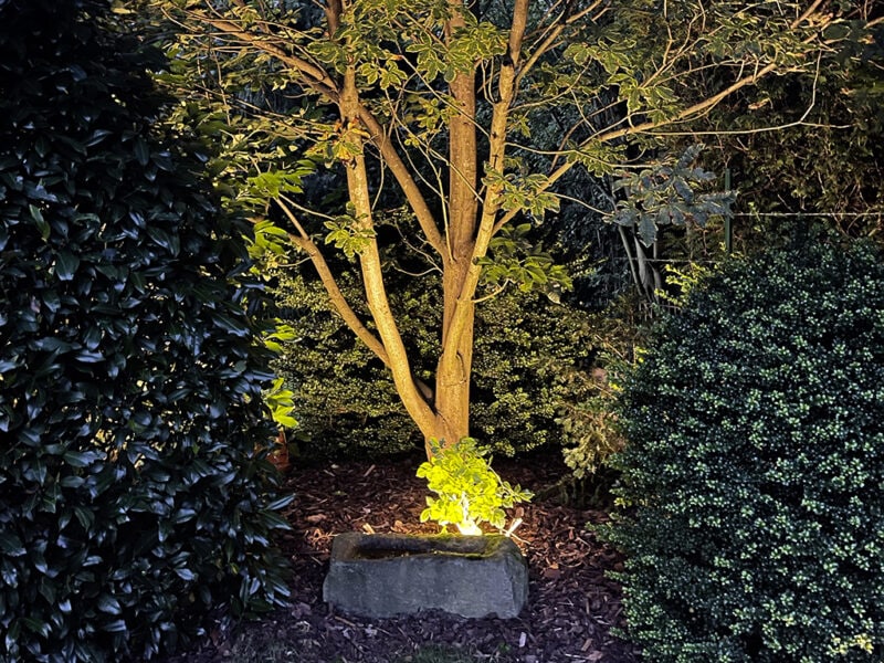 Beleuchteter Baum in der Mitte, umgeben von dunklen Büschen