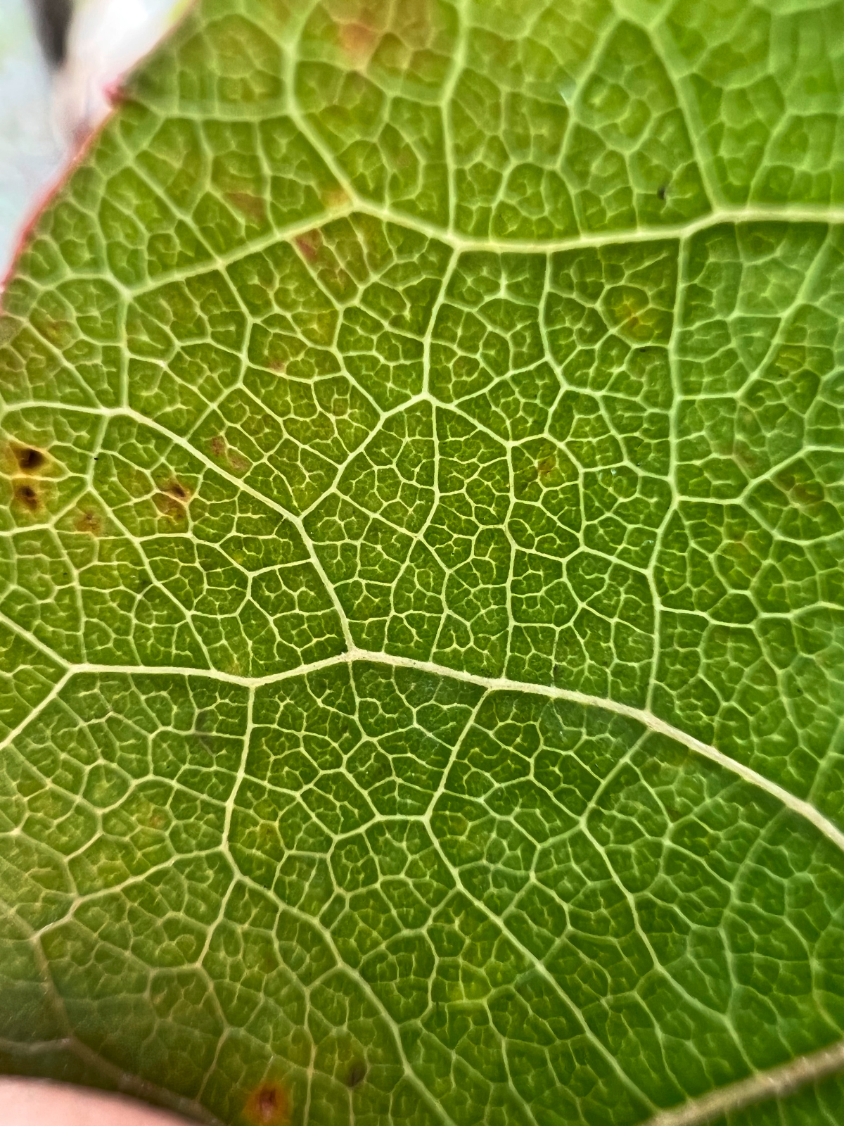 Grünes Blatt in der Detailaufnahme