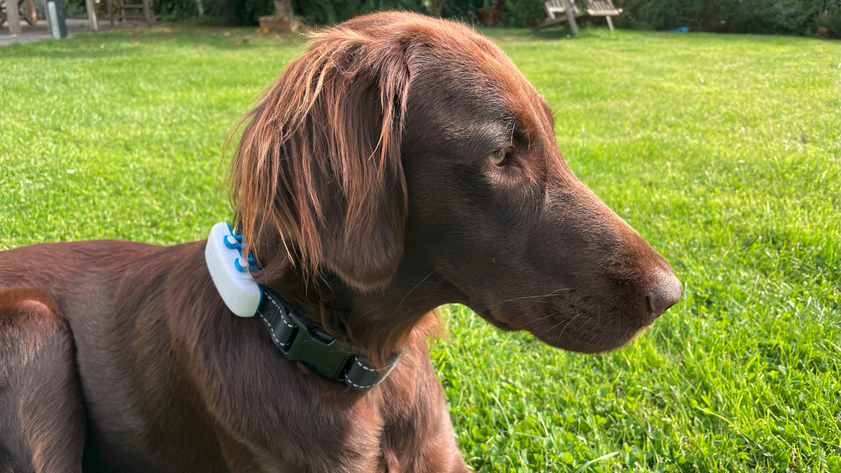 Das Bild zeigt einen Hund mit Tracker um den Hals