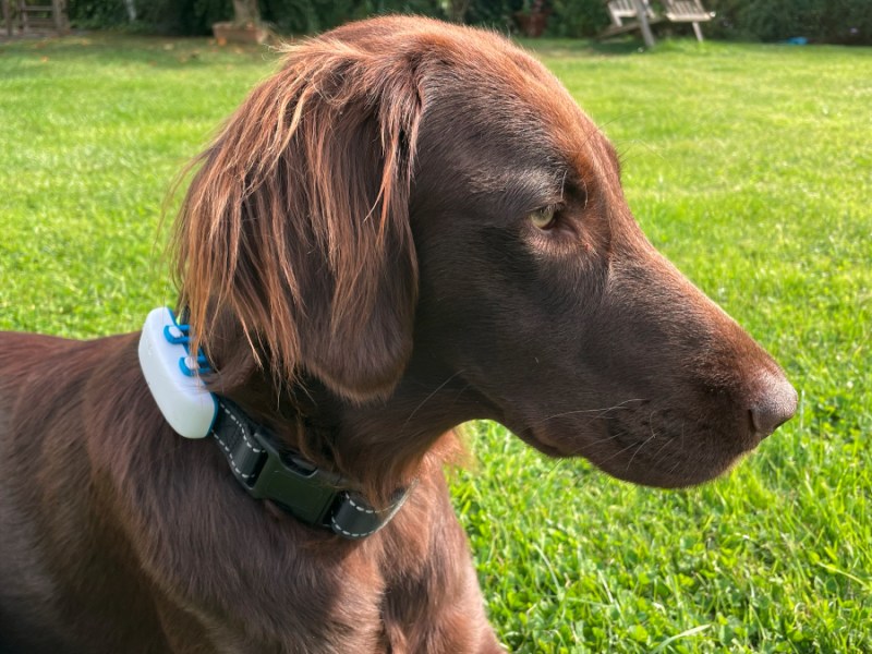 Das Bild zeigt einen Hund mit Tracker um den Hals