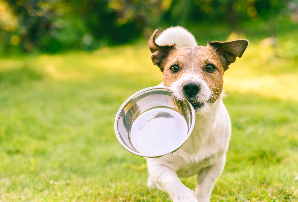 Jack Russell Terrier läuft auf Wiese mit Napf in Maul