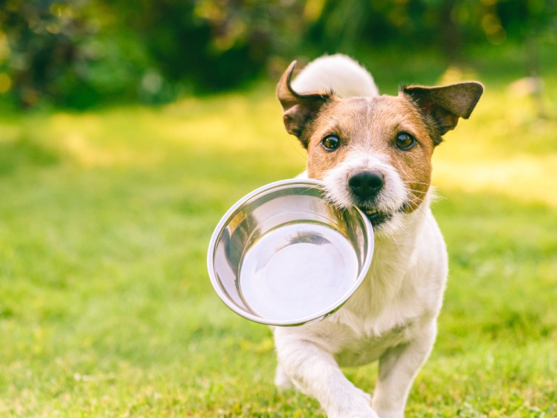 Jack Russell Terrier läuft auf Wiese mit Napf in Maul