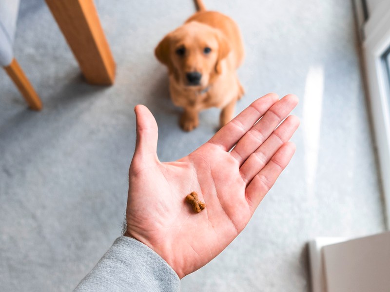 Tipps zu Hundesnacks: Welche Leckerlis sind sinnvoll und gesund?