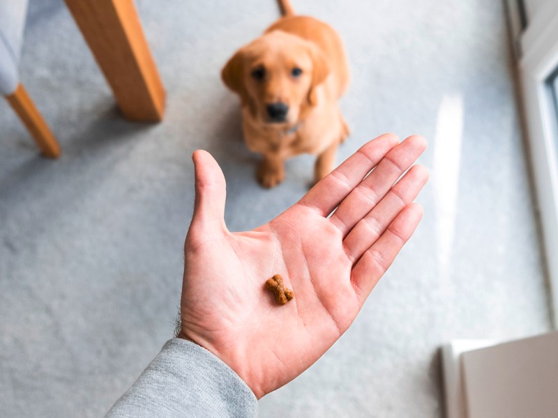 Hand hält Leckerli über kleinem Golden Retriever