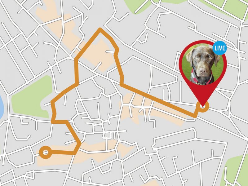 Auf einer Landkarte ist die Laufroute eines Hundes zu sehen.