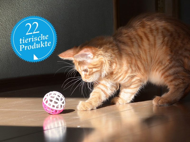 Rote Katze von der Seite spielt mit Ball auf Holzfußboden