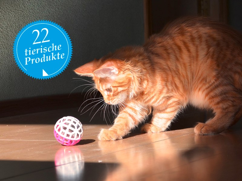 Tierisch gute Ideen: Die besten Katzen- und Hunde-Gadgets
