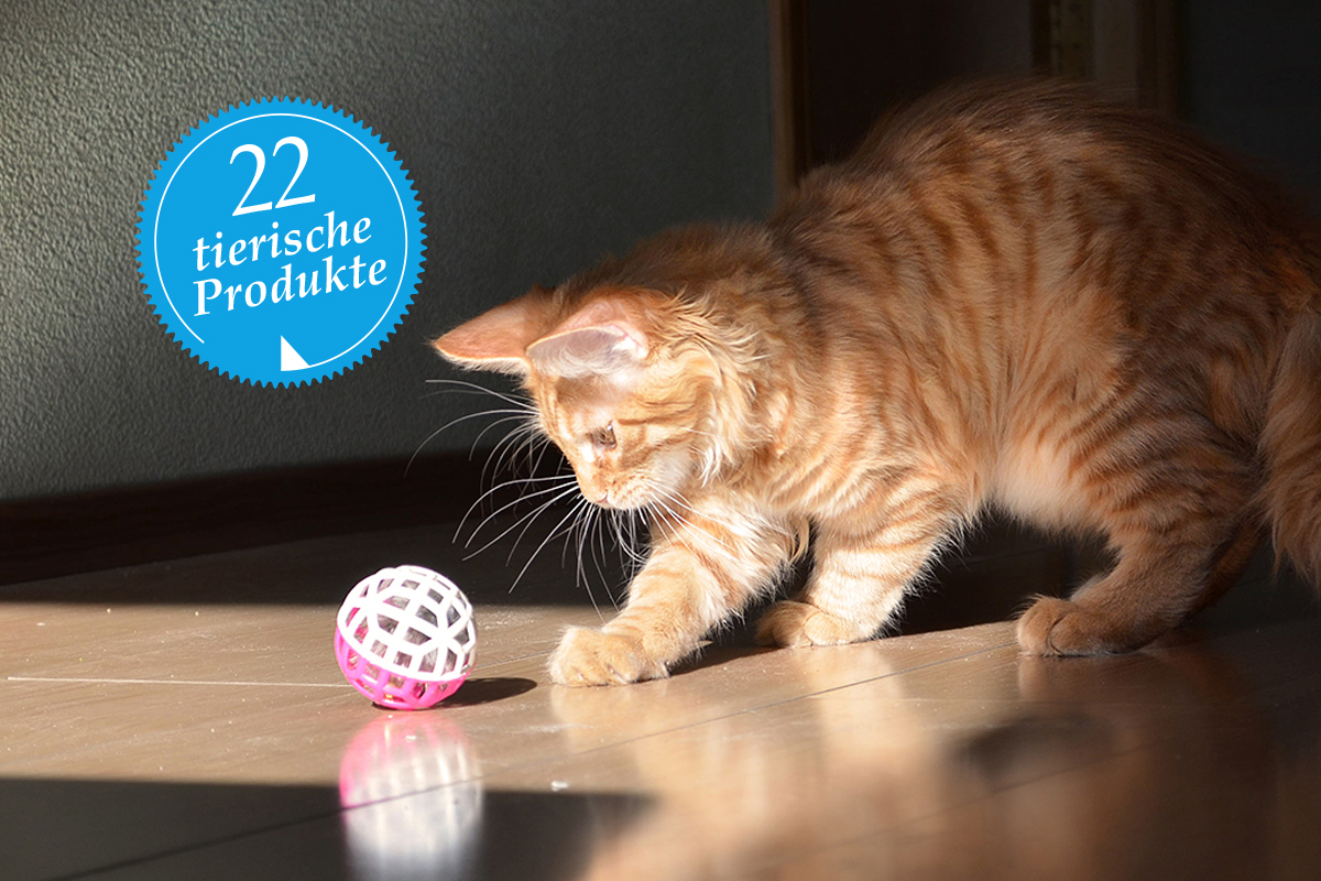 Rote Katze von der Seite spielt mit Ball auf Holzfußboden