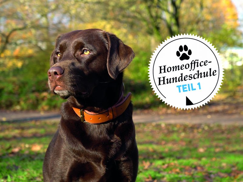 Ein brauner Labrador Hundeschule