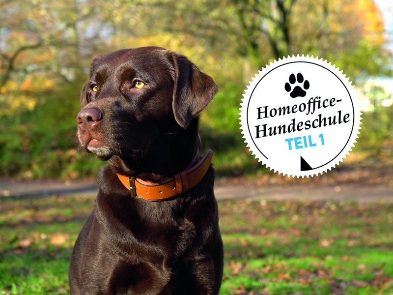 Ein brauner Labrador Hundeschule