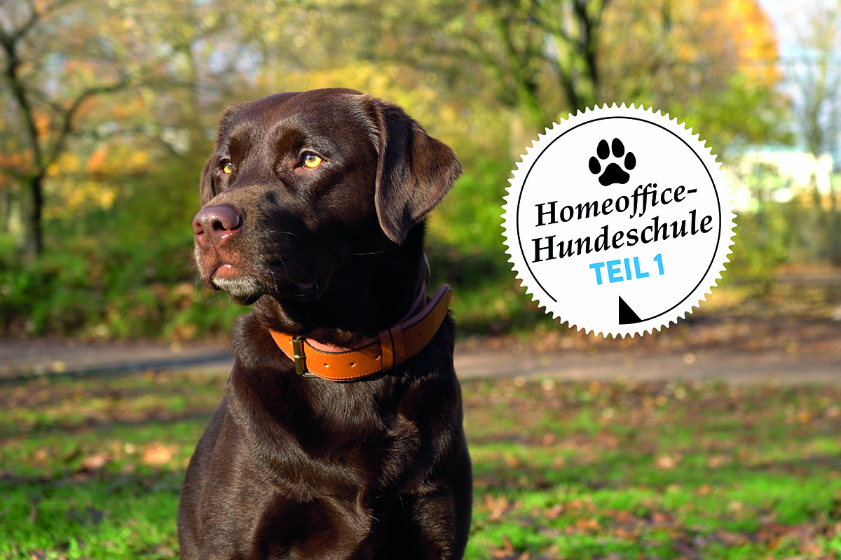 Ein brauner Labrador Hundeschule