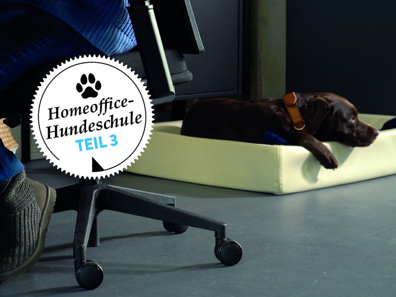 Der Hund im Homeoffice – Teil 3: Arbeitsplatz für den Hund
