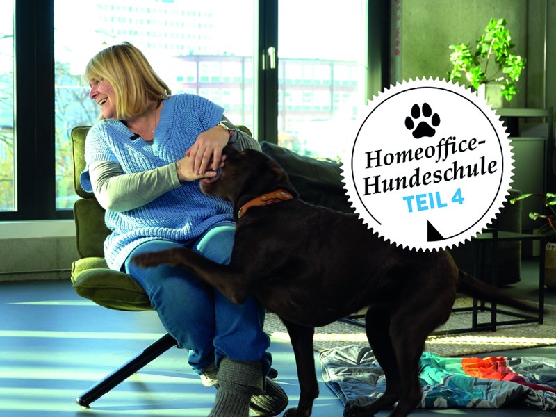 Der Hund im Homeoffice – Teil 4: Beschäftigung für die wilden 5 Minuten