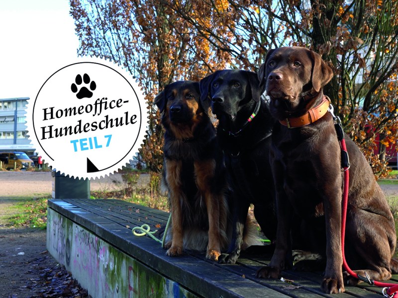 Der Hund im Homeoffice â€“ Teil 7: Gemeinsam Pause machen