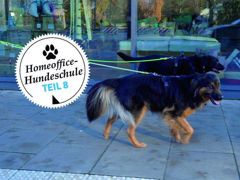 Zwei Hunde an der Leine Hundeschule