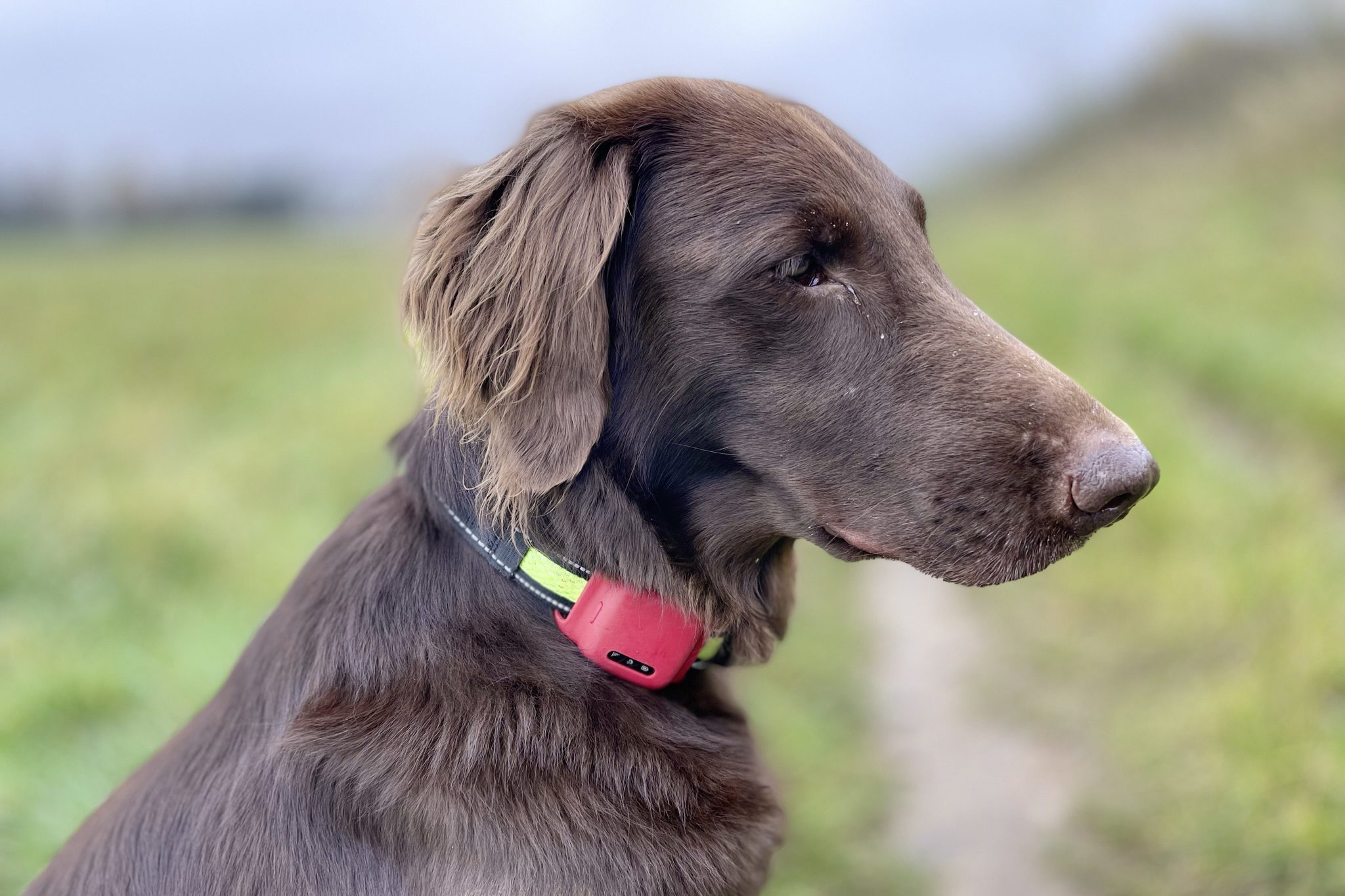 Brauner Hund mit rotem Halsband in Natur