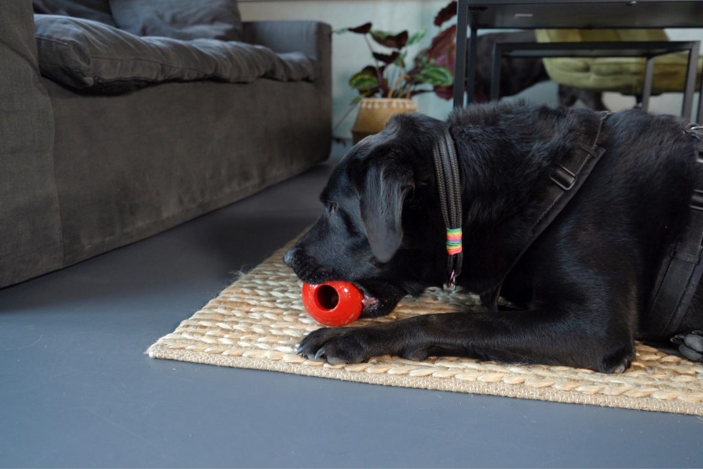 Schwarzer Hund auf Teppich mit Spielzeug im Maul von der Seite