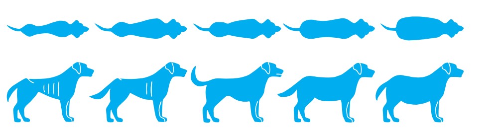 Grafik von blauen Schema-Hunden mit unterschiedlicher Figur, von der Seite und von oben