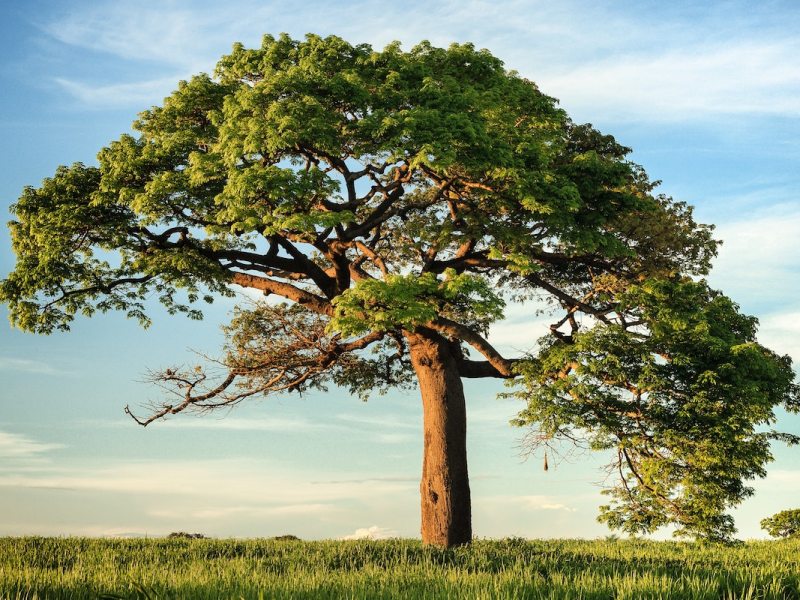 Ein grüner Baum auf einer Wiese