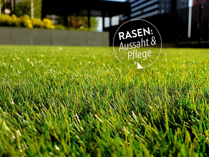 Rasen säen, düngen, pflegen: Anleitung für das perfekte Grün