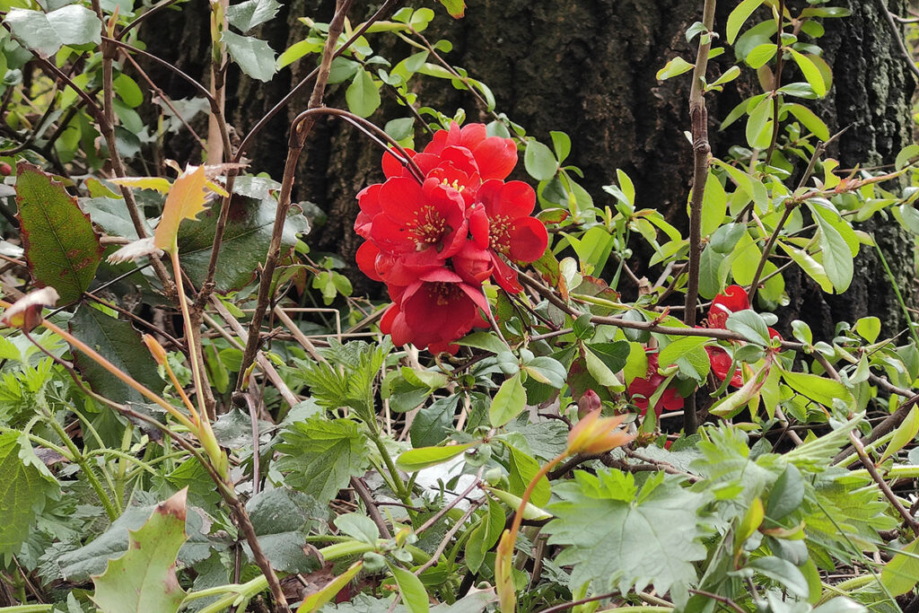 OnePlus 10 Pro Foto einer Blume mit vierfachem Zoom