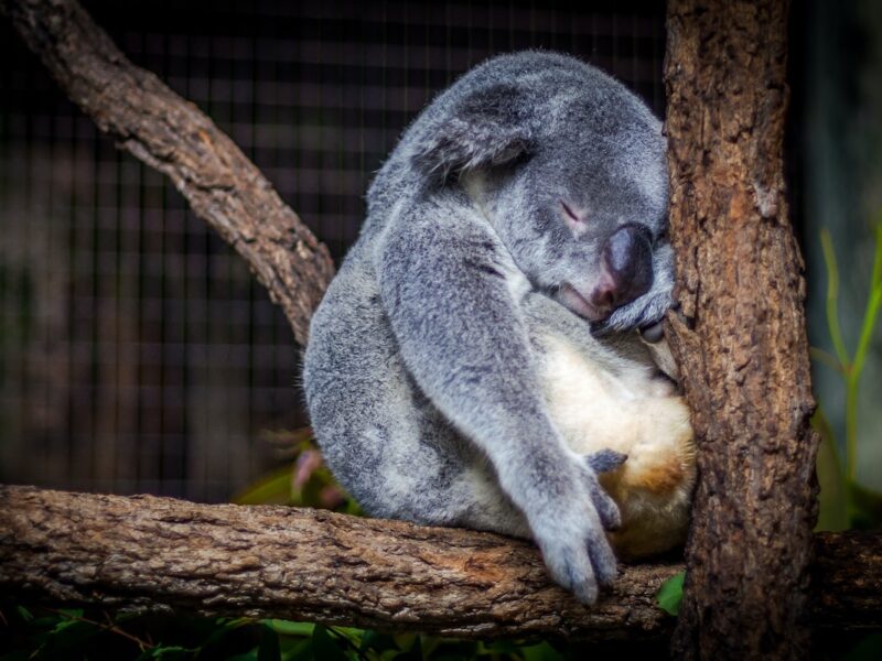 Un koala stanco in un albero