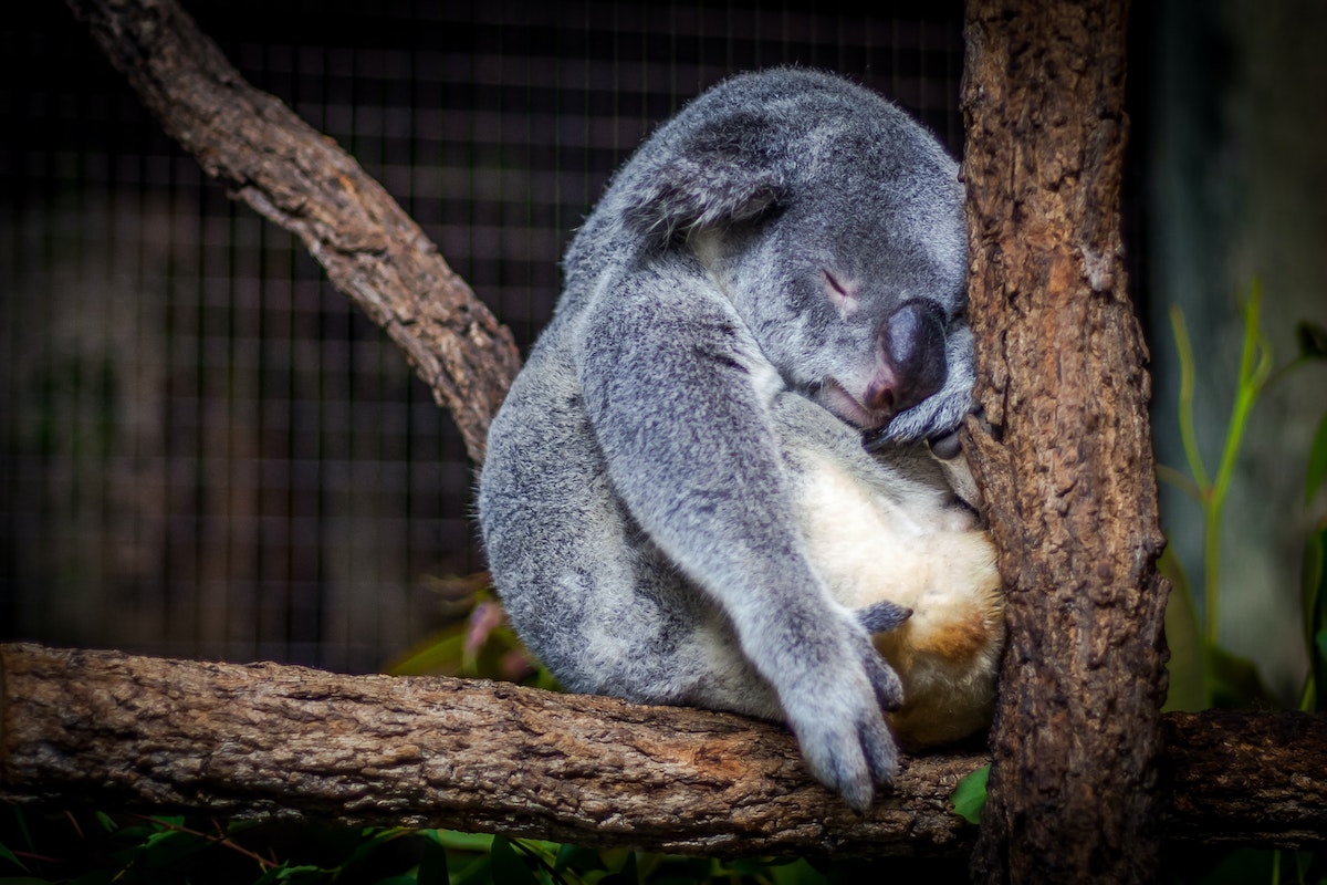 Ein müder Koala-Bär auf einem Baum