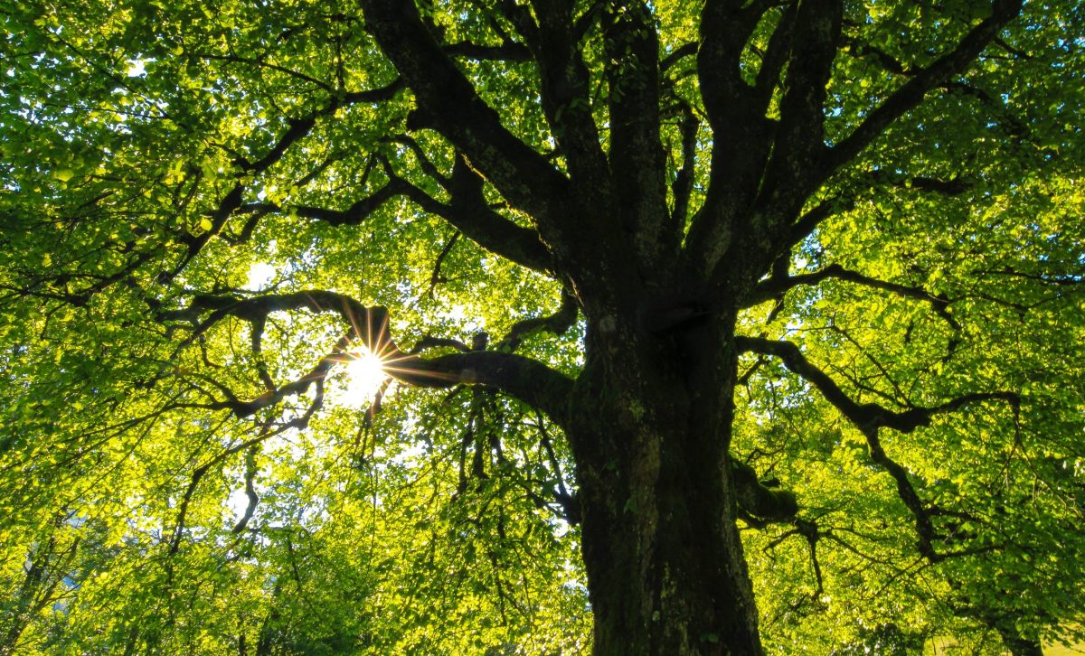 Großer Baum