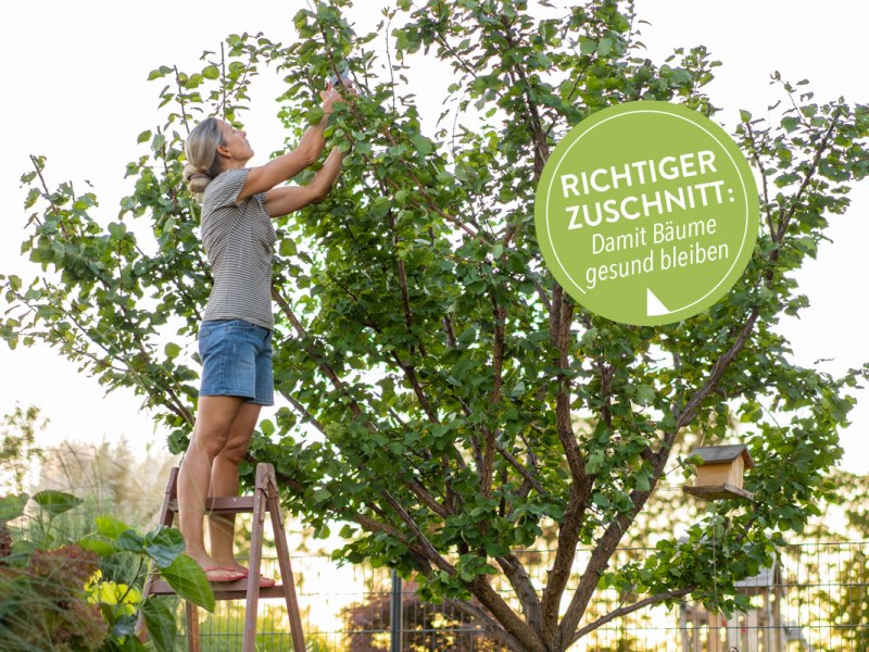 Ein Mann steht auf einer Leiter und schneidet die Krone eines Baumes.