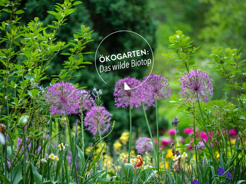 Ökogärten zeichnen sich durch Blumenwiesen statt Rasen aus – genau wie es auf dem Bild zu sehen ist-