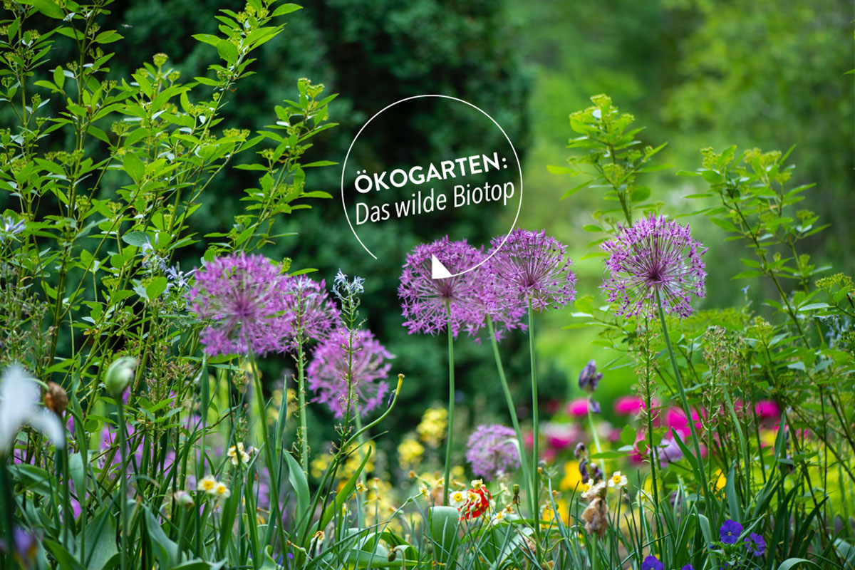 Ökogärten zeichnen sich durch Blumenwiesen statt Rasen aus – genau wie es auf dem Bild zu sehen ist-