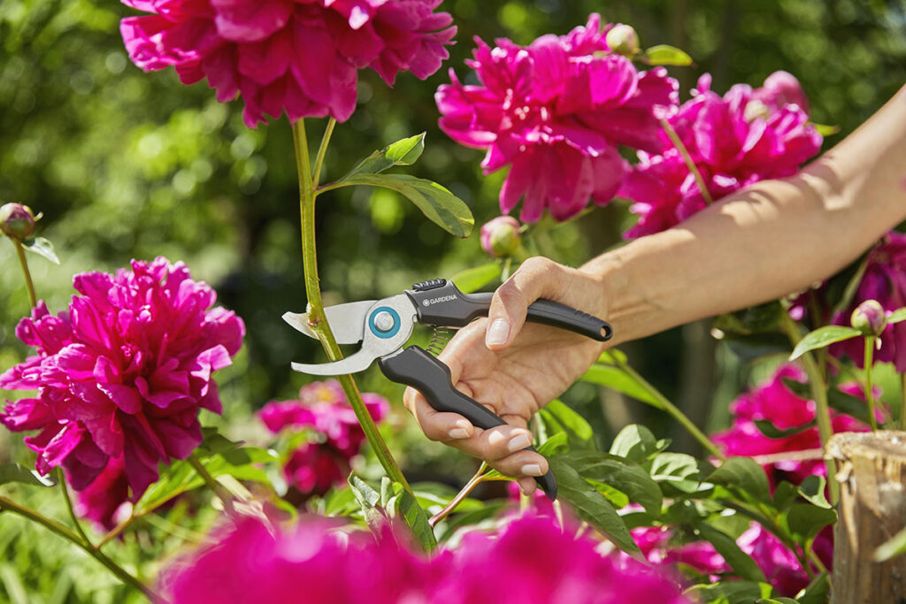 Frau schneidet mit Gartenschere Blumen im Garten ab.