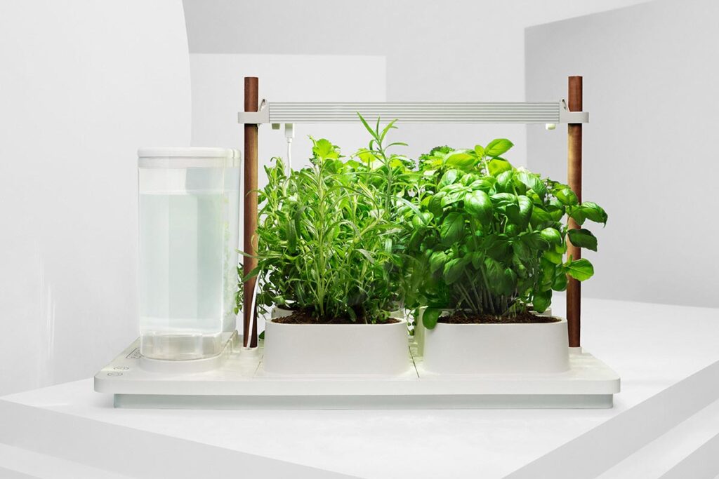 Bepflanztes Indoor Beet in weißem Raum