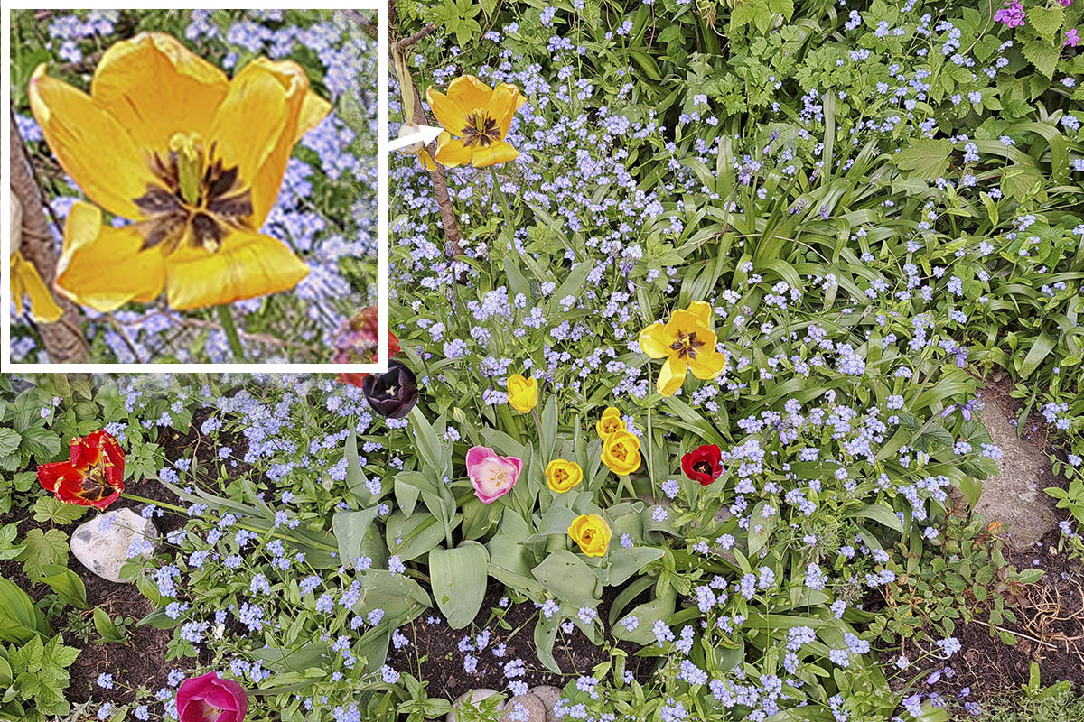 Blumenbeet mit einer Blume digital vergrößert
