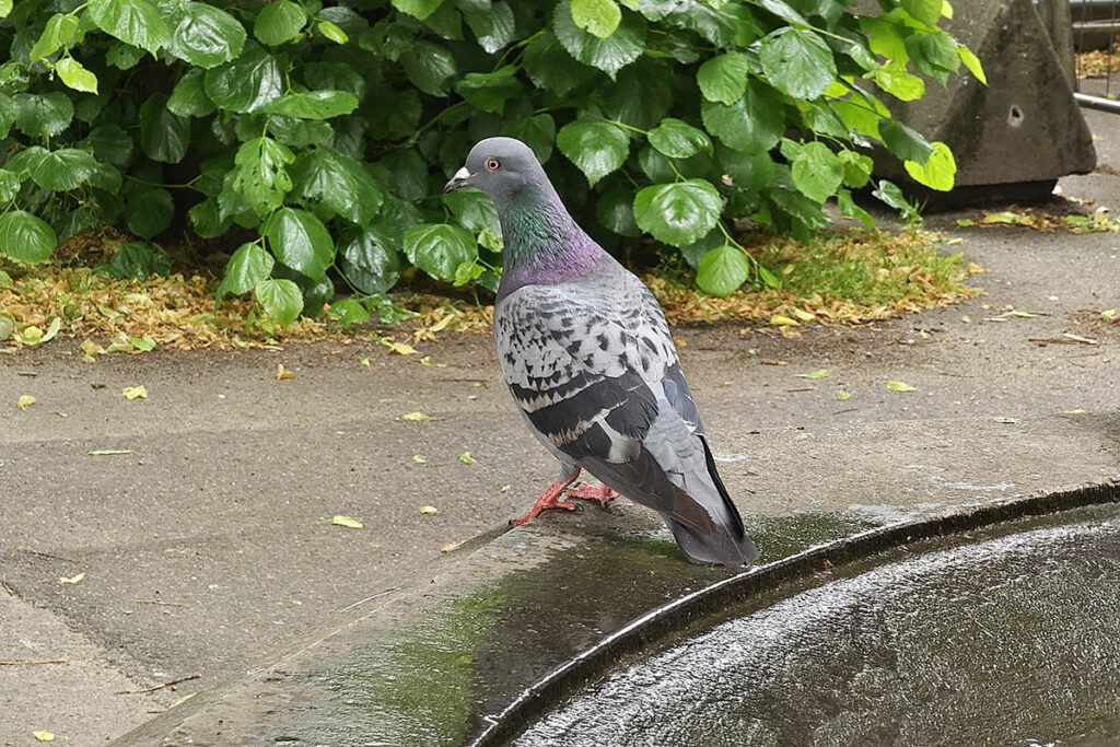 Foto von einer Taube