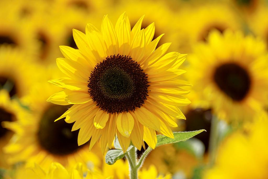 Sonnenblume in Bildmitte scharf im Hintergrund unscharfe Sonnenblumen