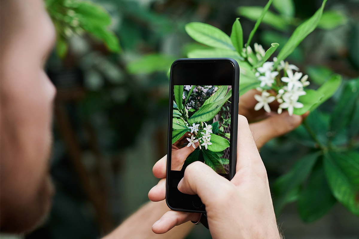 Es ist eine Person zu sehen, die mit dem Smartphone eine Pflanzenblüte fotografiert.
