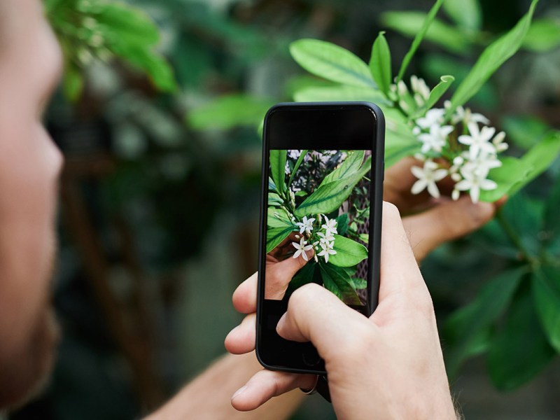Es ist eine Person zu sehen, die mit dem Smartphone eine Pflanzenblüte fotografiert.