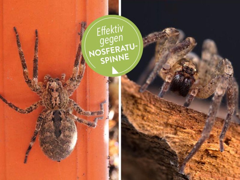 Nosferatu-Spinne auf geteiltem Bild