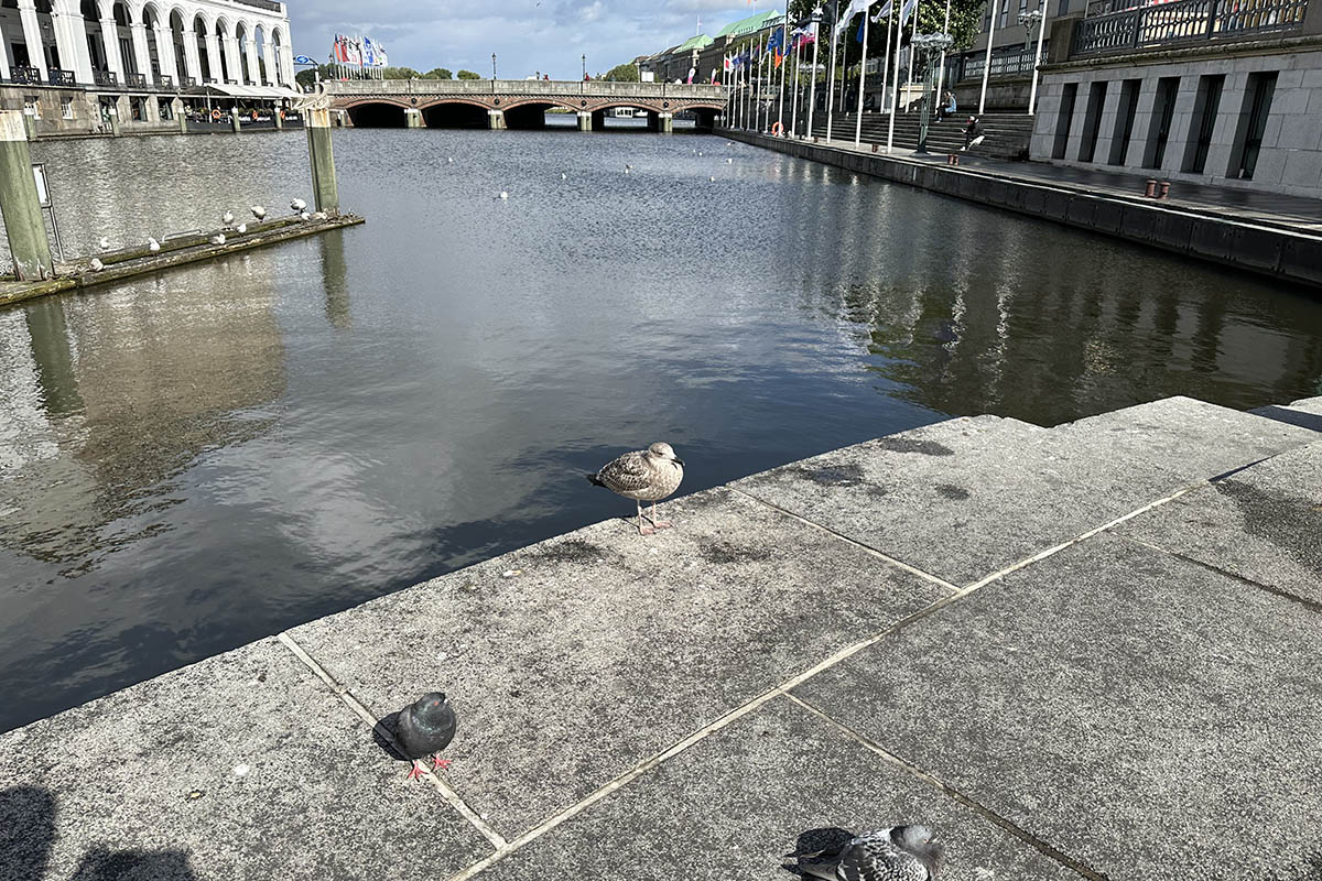 Ein Vogel sitzt auf einer Steinplatte am Wasser