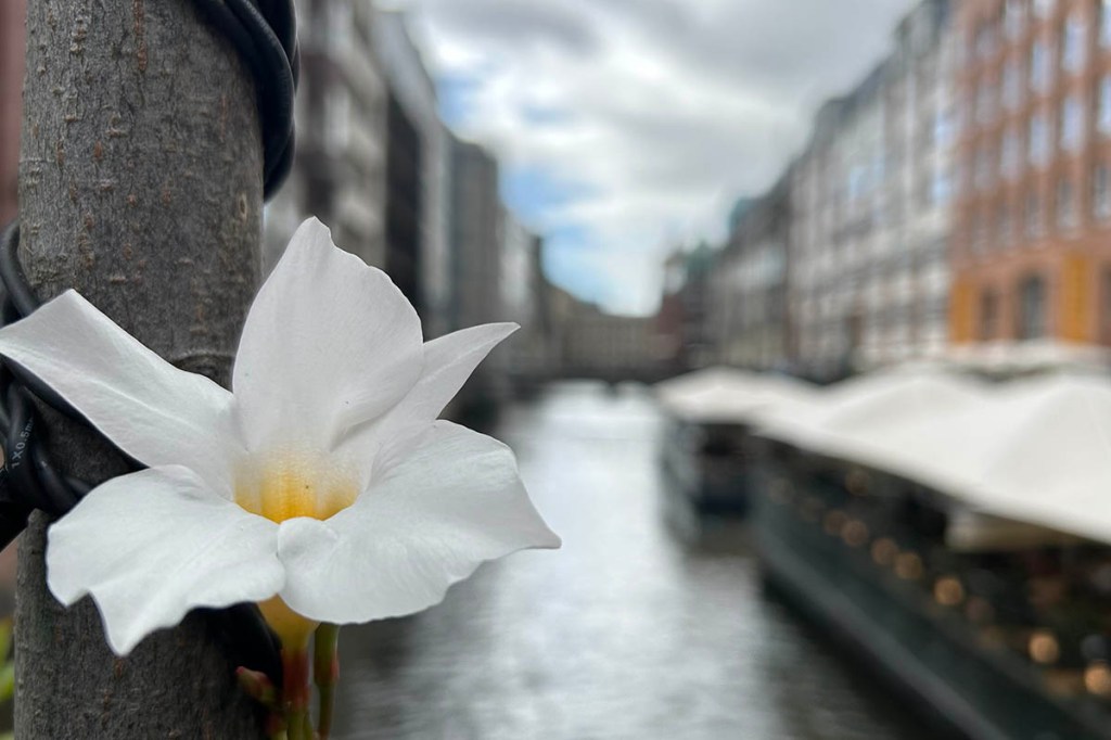 Nahaufnahme scharfgestochene Blüte vor verschwommenem Stadtkanal