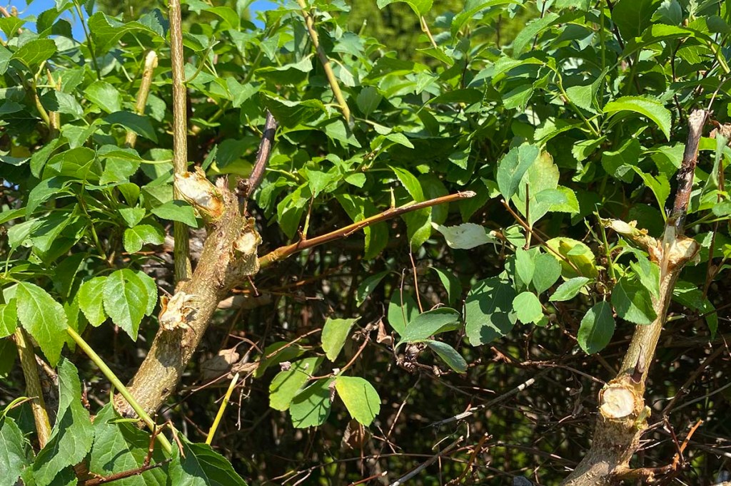 Grüne Hecke Detailaufnahme