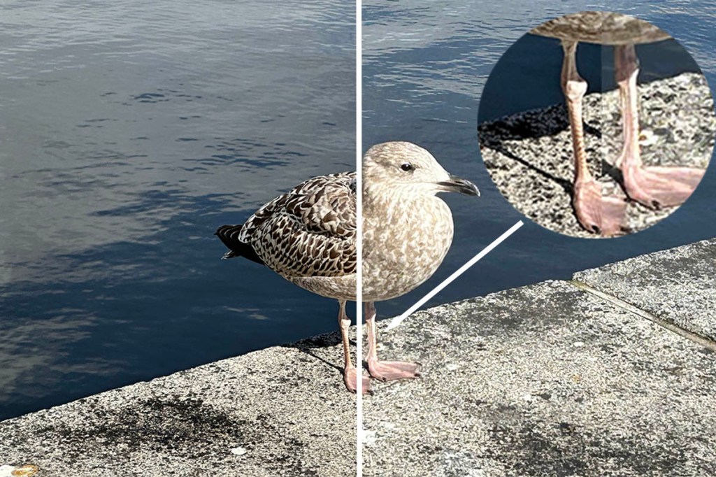 Zoom-Vergleich Vogel am Wasser