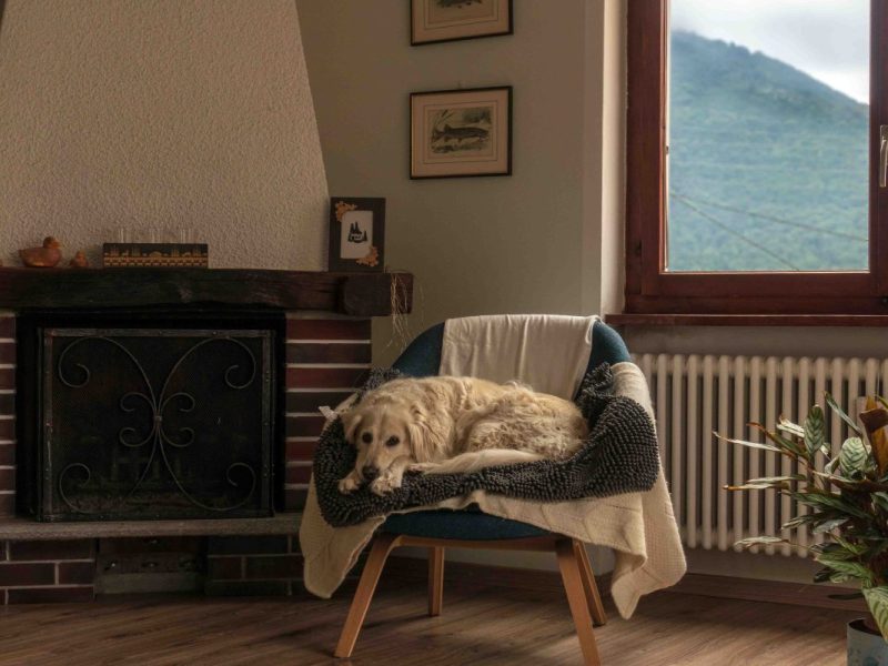 Ein Hund liegt auf einem Stuhl vor einem Kaminfeuer.