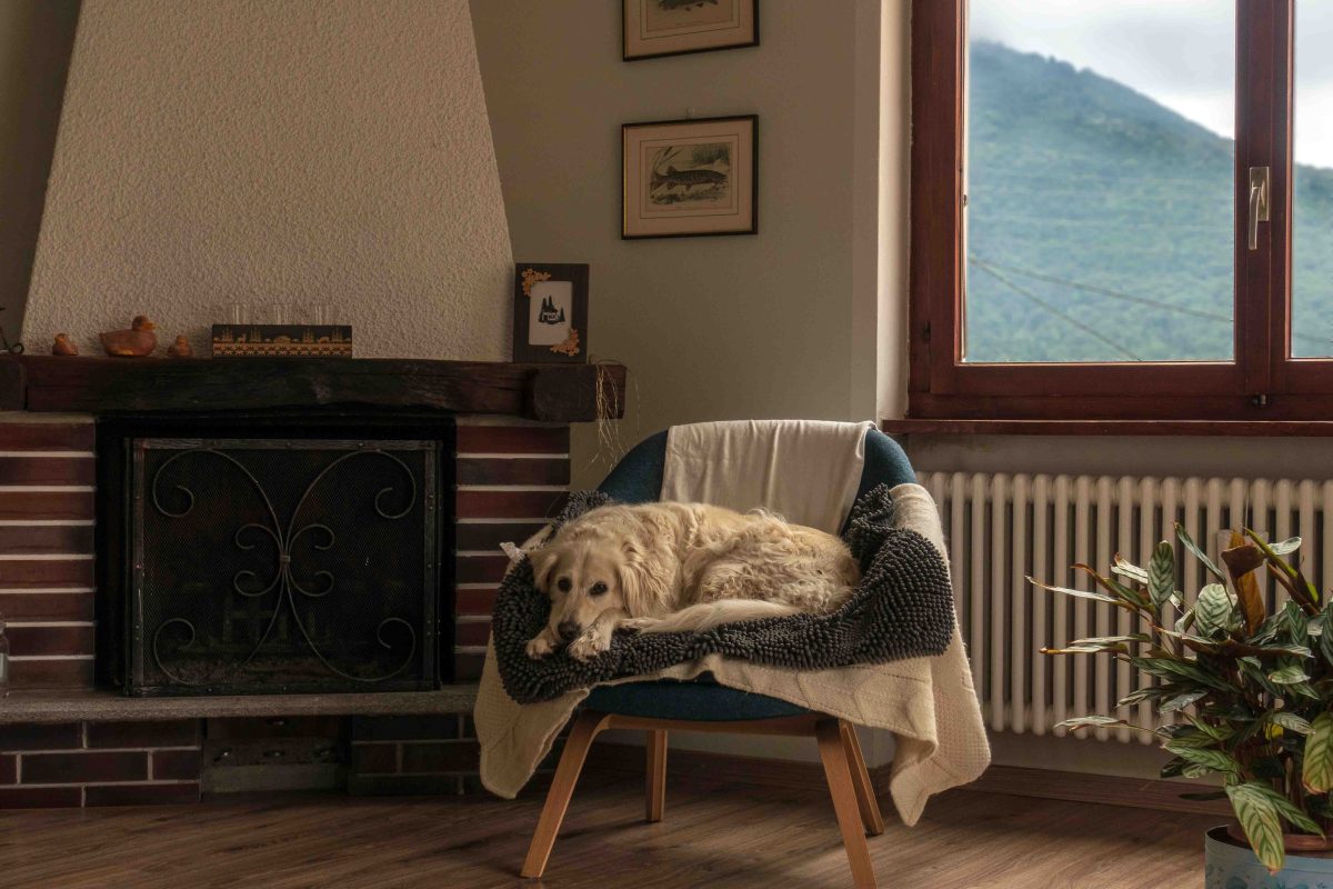 Ein Hund liegt auf einem Stuhl vor einem Kaminfeuer.