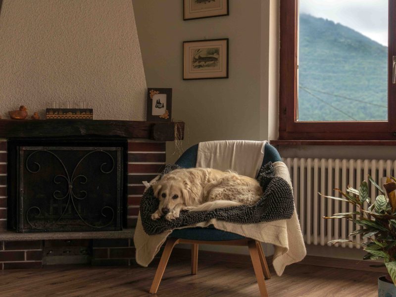 Ein Hund liegt auf einem Stuhl vor einem Kaminfeuer.