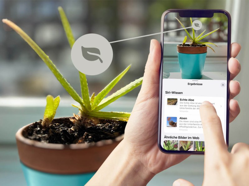iPhone erkennt Pflanze per App und Kamera